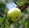 Amla Indian Gooseberry