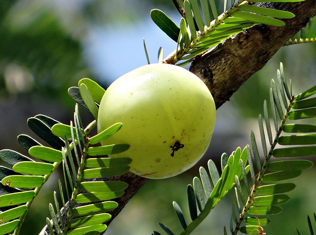 Amla Indian Gooseberry