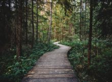 wood trail