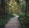 wood trail