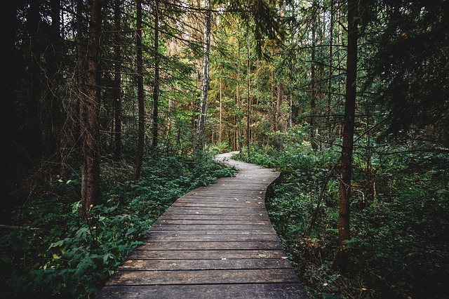 wood trail