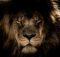wise lion