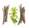 Ayurveda