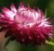 Helichrysum Essential Oil