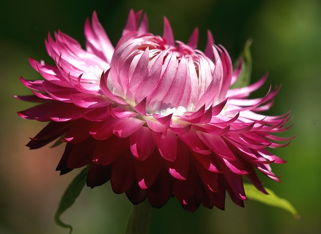 Helichrysum Essential Oil