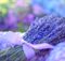 Lavendar