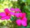 Geranium Rose