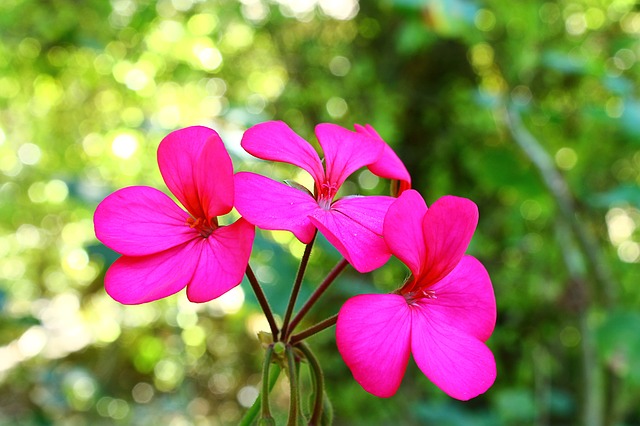 Geranium Rose