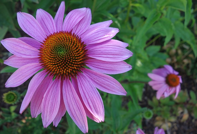 Echinacea